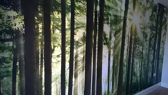 Wall mural of sunlit forest trees covering one wall of a room