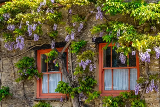 Red-painted timber windows in a stone cottage wall with wisteria